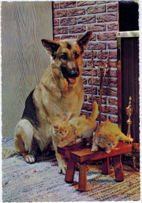 carte postale berger allemand