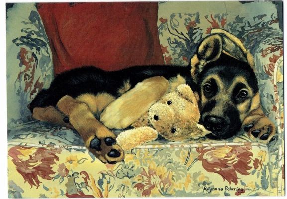 carte postale berger allemand