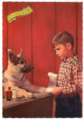 carte postale berger allemand