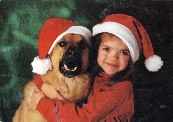 carte postale berger allemand