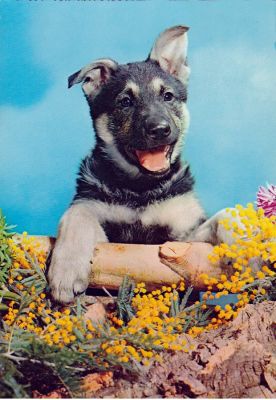 carte postale berger allemand