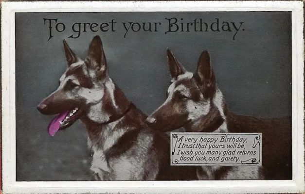 carte postale berger allemand