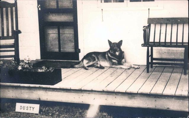 carte postale berger allemand