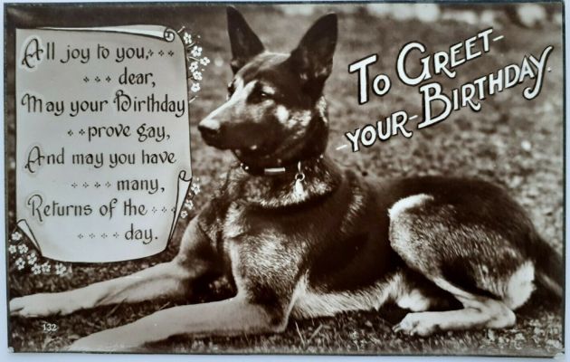 carte postale berger allemand