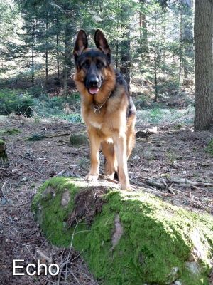 echo2