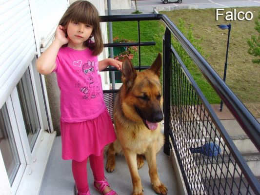 falco1