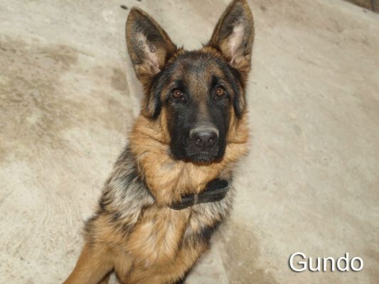 gundo2