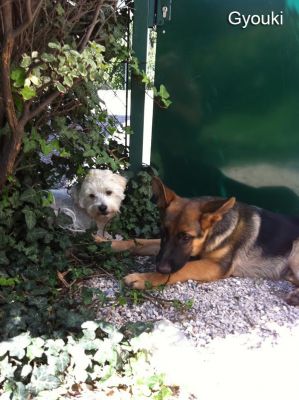 gyouki2