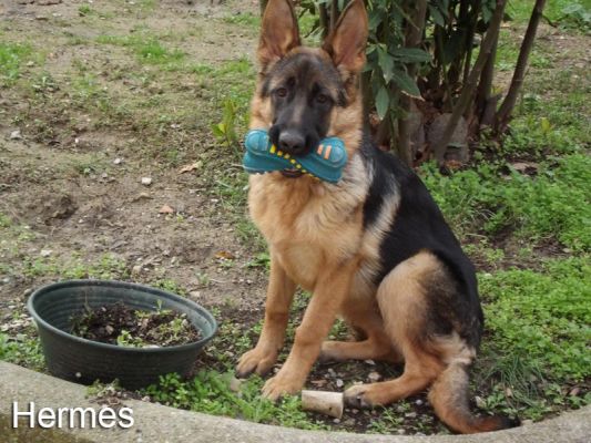 hermes1
