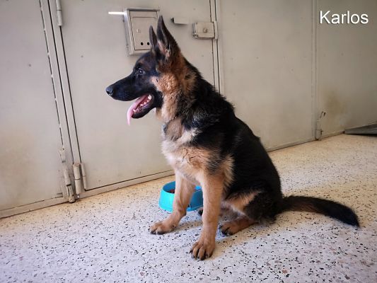 karlos du royaume du berger