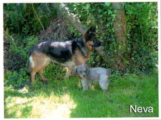 neva3