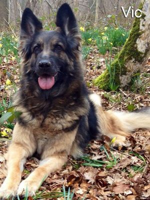 vic