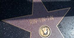 06 rintintin hollywood