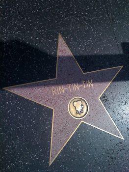 06 rintintin hollywood