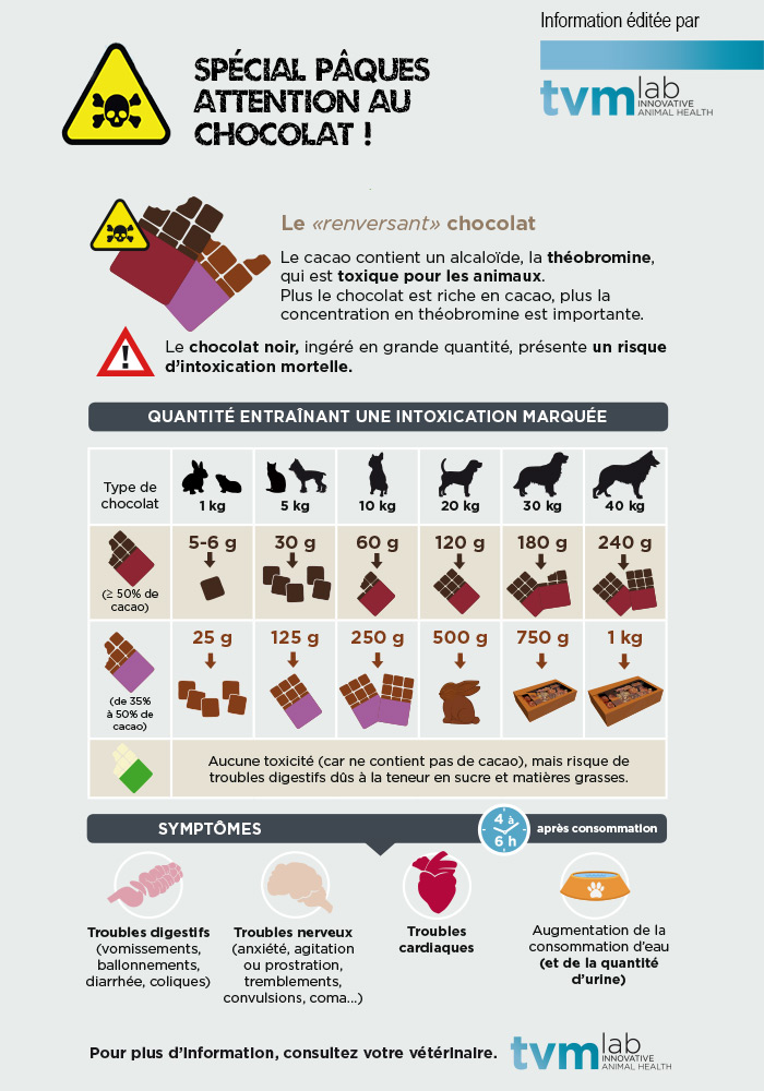 intoxication chocolat chien intoxication