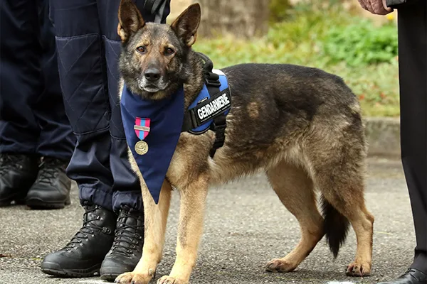 Jedï décorée de la médaille de bronze de la défense nationale