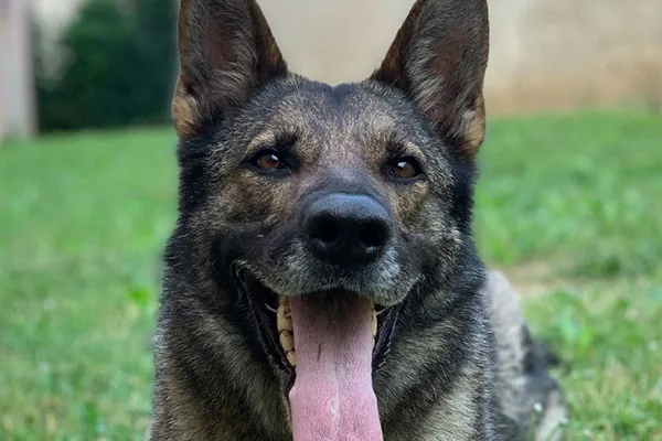 Jedï berger allemand pisteur de la gendarmerie