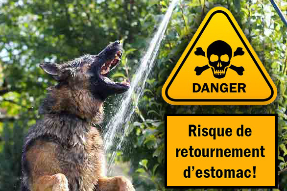 Le jeu du tuyau d'arrosage un danger mortel pour le chien