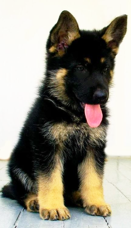 Conseils Pour Le Chiot Berger Allemand Alimentation Proprete Toilettage Exercice Socialisation