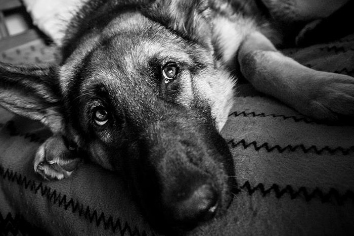 Juste un Chien. Texte de Richard Biby.