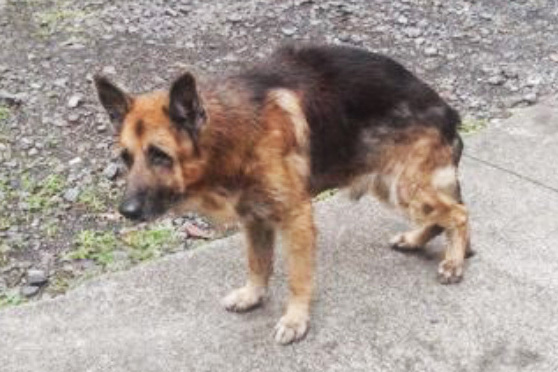 Justice pour Mabrouk abandonné par son maître parti en vacances