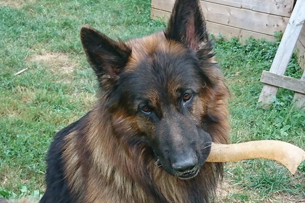  Soutien à Jagger le berger allemand assassiné