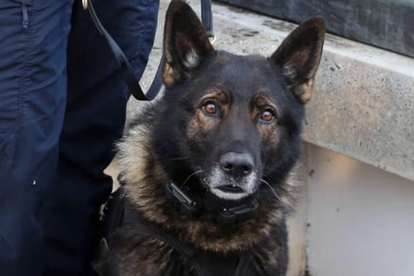 Kylo, Berger Allemand de la police de Portland, devait prendre sa retraite après son dernier service. Il a été mortellement blessé lors d'une intervention.