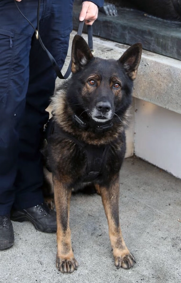 Kylo, Berger Allemand de la police de Portland, devait prendre sa retraite après son dernier service. Il a été mortellement blessé lors d'une intervention.