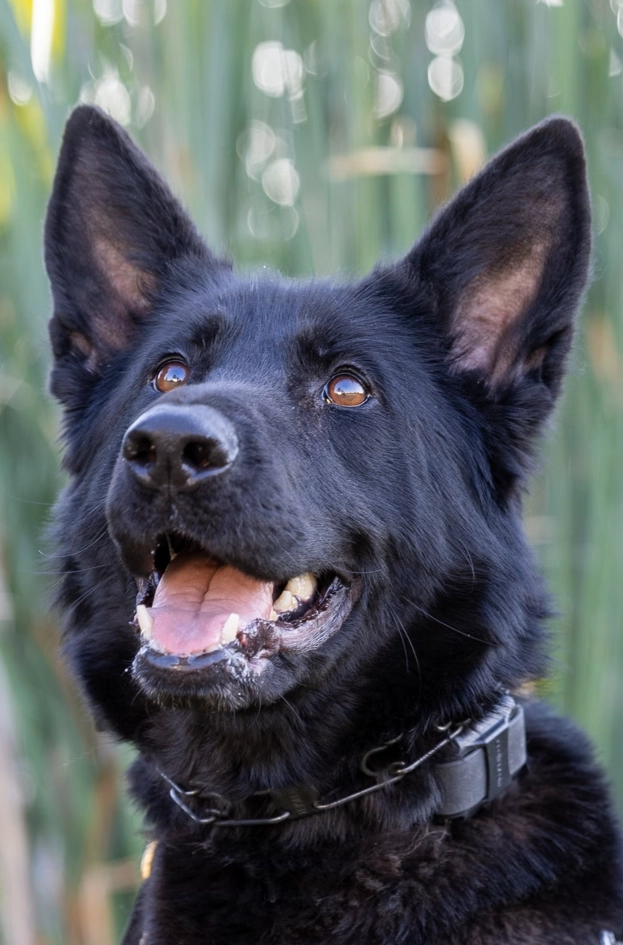 k9 leni