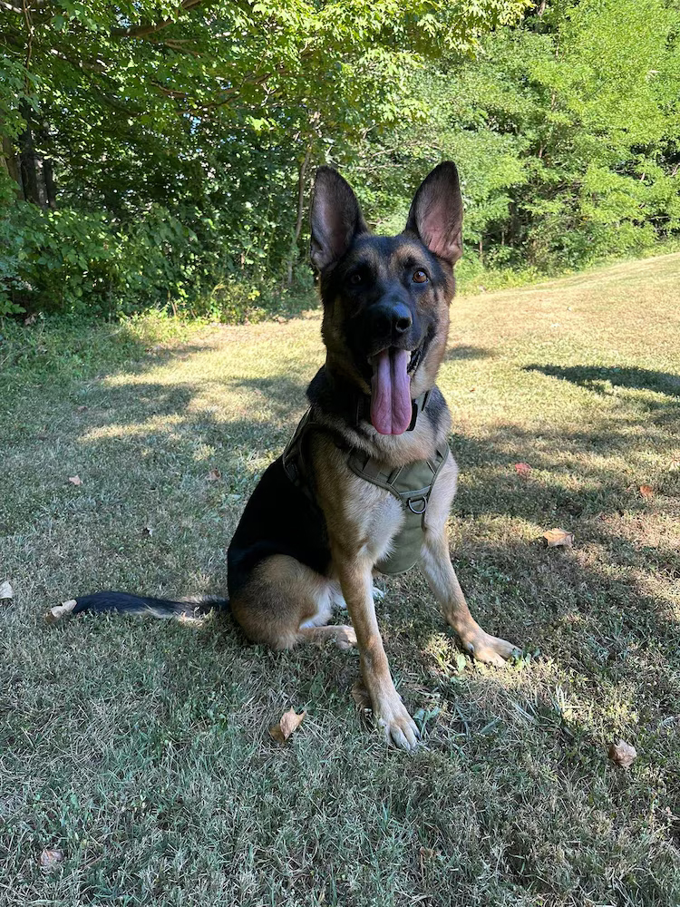 Un chien policier retrouve deux enfants de 11 ans perdus au cœur d’une forêt