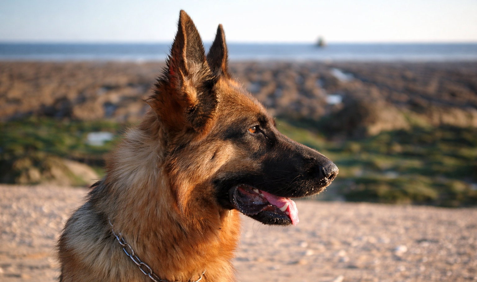 Berger Allemand sportif et endurant