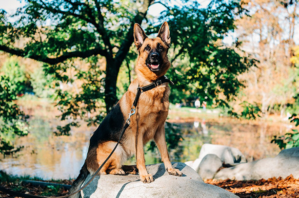 Leika brigade Cynophile de Paris