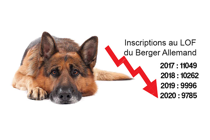 Le berger allemand n'est plus le chien préféré des français 