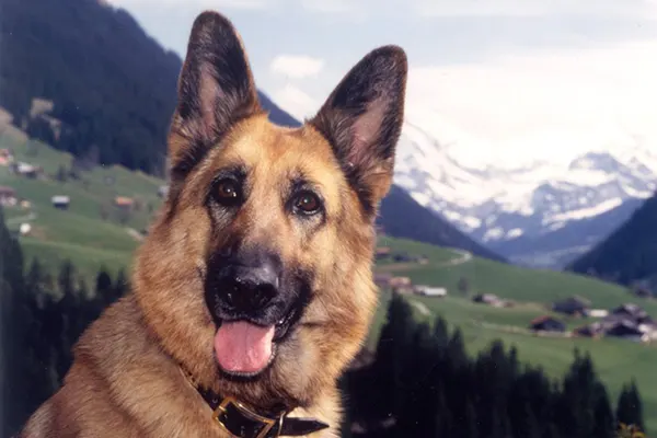 Mabrouk, Junior et Mabrouka la saga des mascottes de 30 millions d’amis.