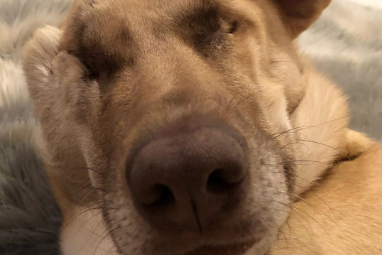 Stop aux atrocités commises contre les animaux au Liban.