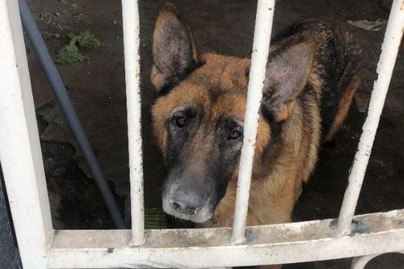 Langon, la chienne Malika enchaînée avec un cadenas.