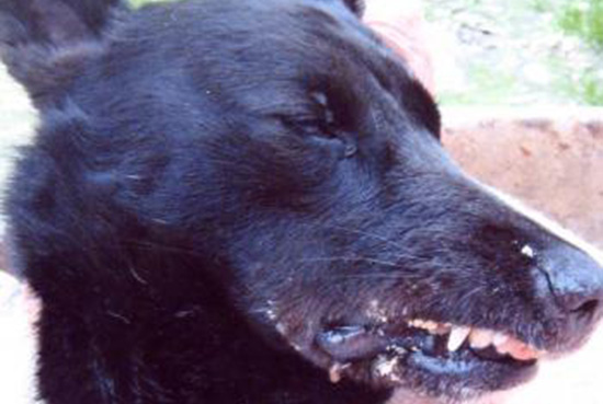 Colomiers. Un chien martyrisé retrouvé vivant dans un bassin de décantation