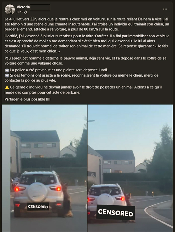 maltraitance chien liege
