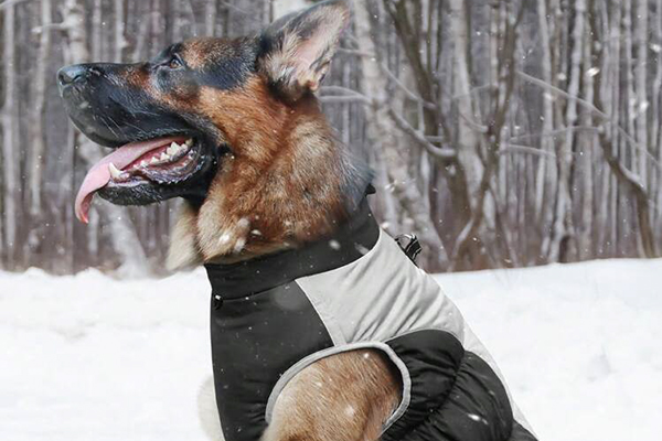 Un manteau d’hiver pour un berger allemand : une idée saugrenue ?