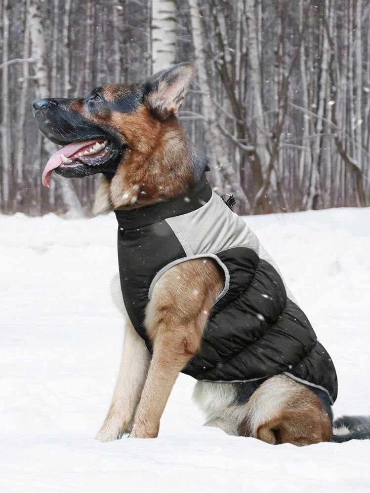 manteau hiver berger allemand