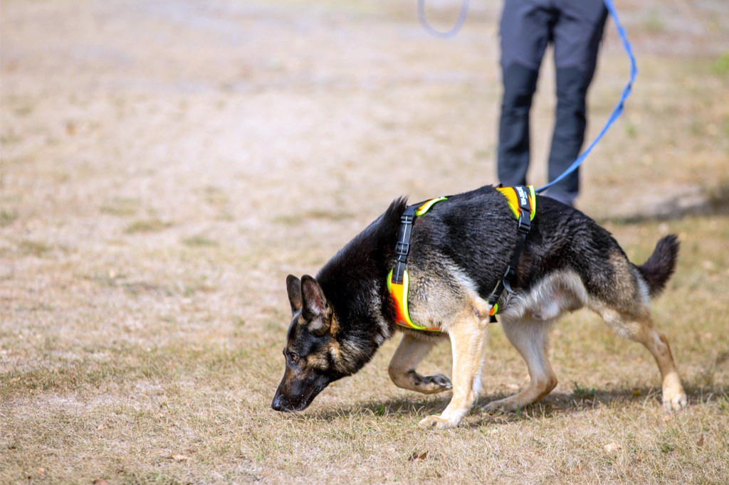mantrailing berger allemand 2