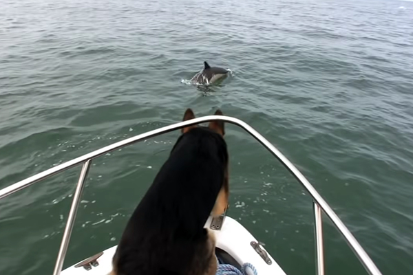 Maverick saute du bateau pour rejoindre les dauphins
