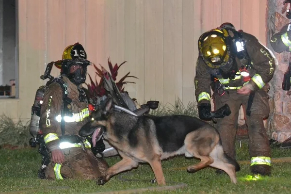 Maxx, le berger allemand héros qui sauve deux enfants d’un incendie en Floride