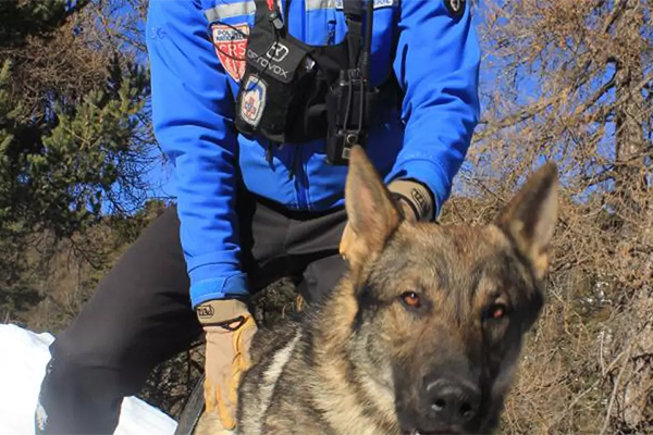 Le berger allemand âgé de six ans de la CRS Alpes a retrouvé l'homme enfoui sous une avalanche.