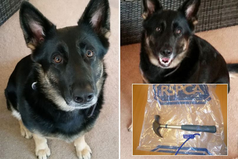 Melvyn Hall tueur de chien, condamné à une peine ridicule