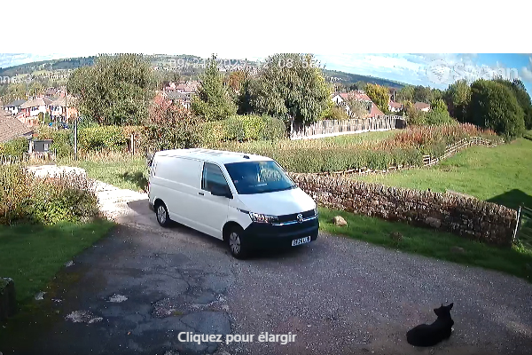 Molly, chienne grièvement blessée par un livreur : Amazon au cœur de la polémique