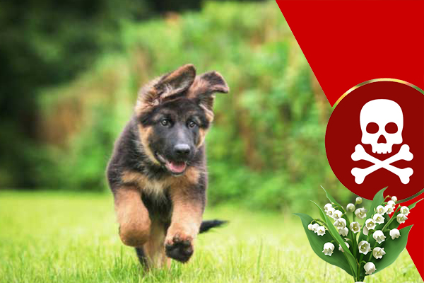 muguet chien danger toxique