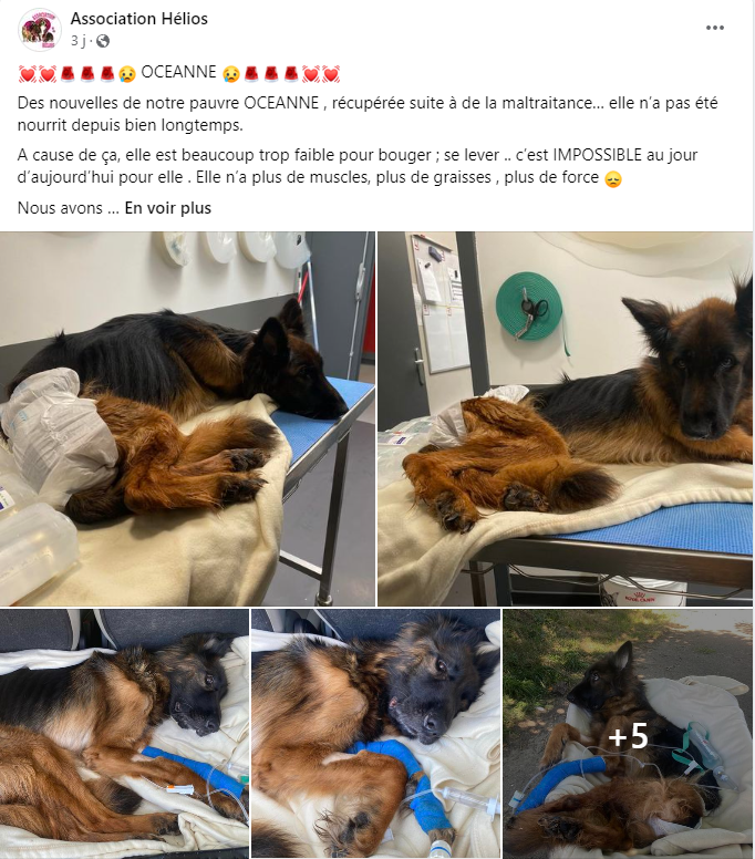 oceanne maltraitance elevage