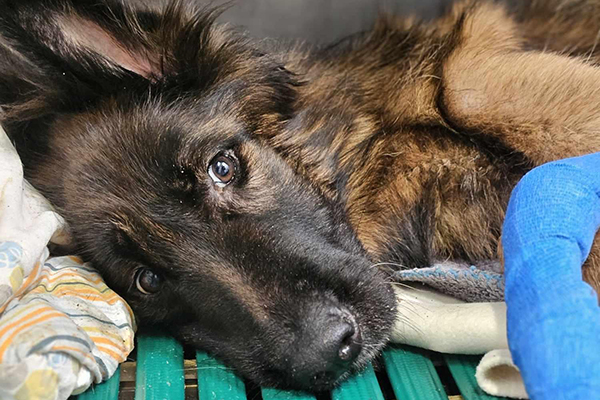 Océanne maltraitance animale élevage Seine-Maritime