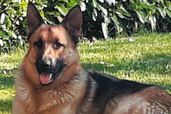 Oksana victime de la chasse